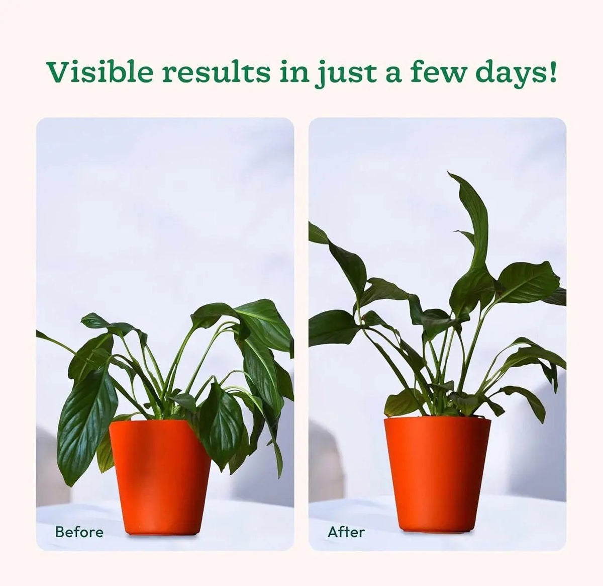 AI Plant Food Sticks for Indoor & Outdoor Plants pack 2(50pcs)