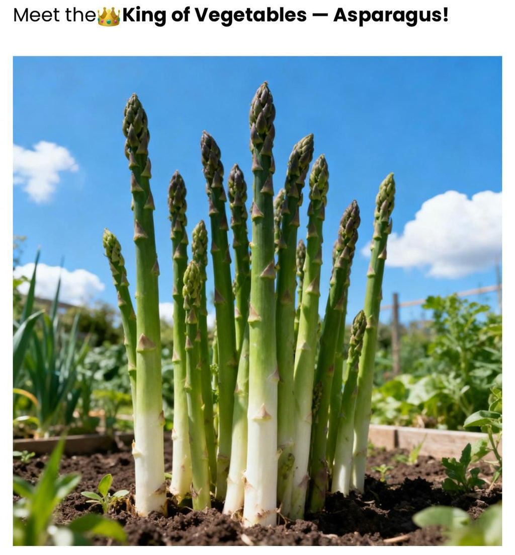 SS Organic Asparagus Herbs Vegetable Seeds with booster (pack of 2)