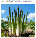 SS Organic Asparagus Herbs Vegetable Seeds with booster (pack of 2)