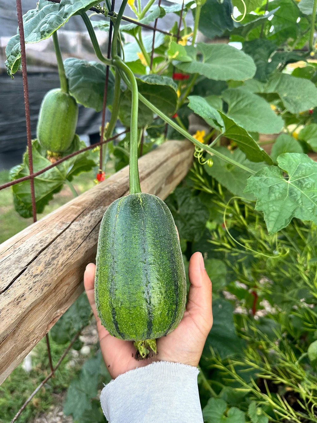 Apple Luffa Seeds
