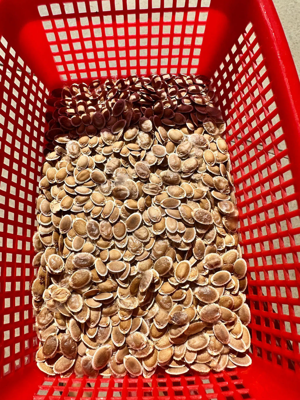 Apple Luffa Seeds