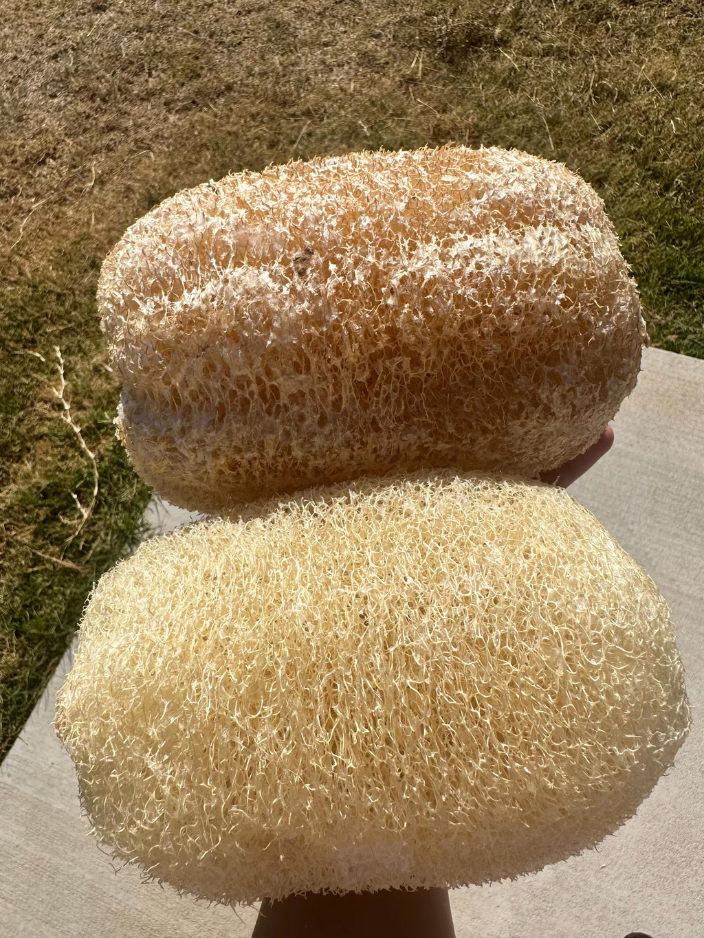 Apple Luffa Seeds