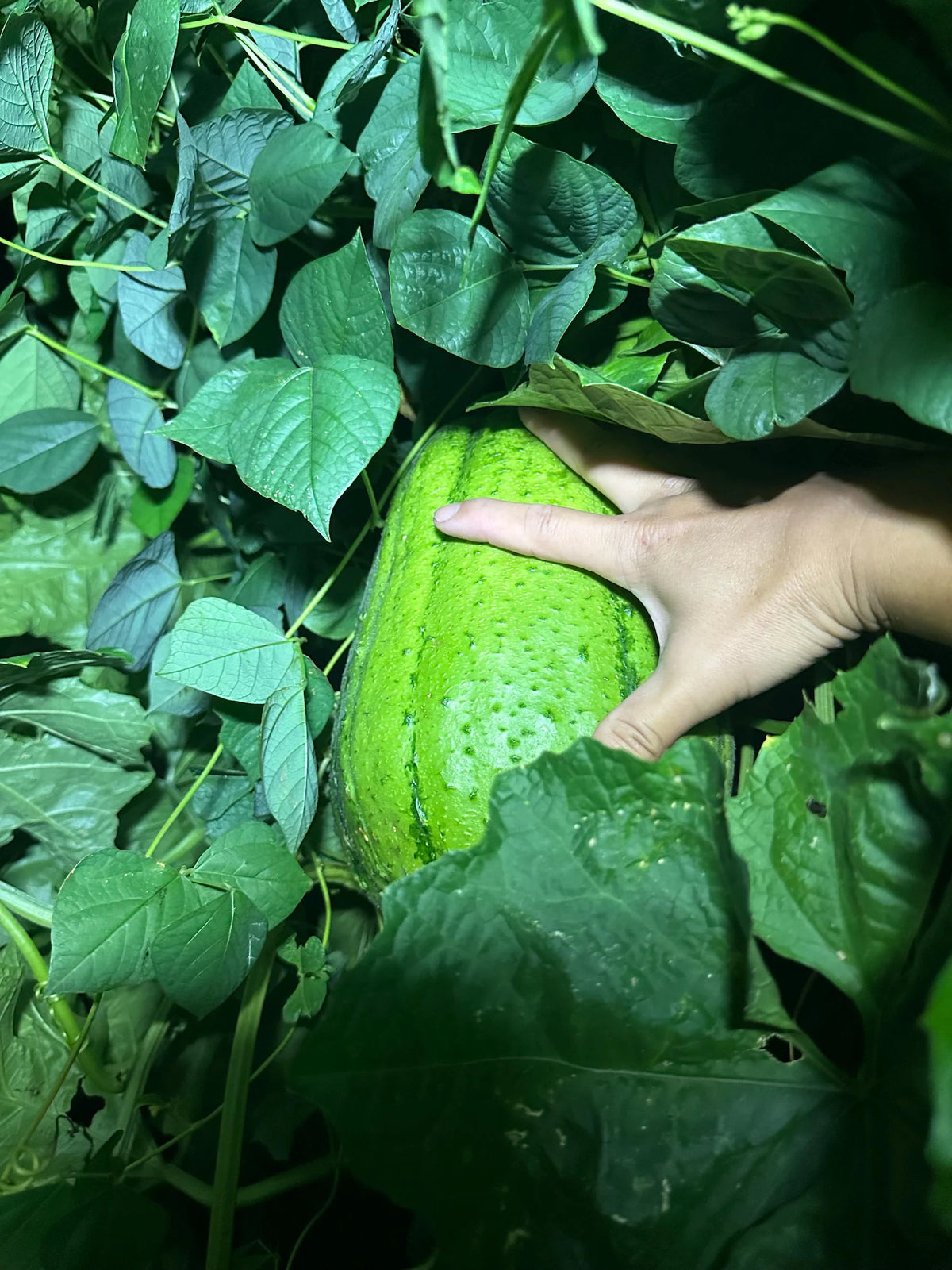 Apple Luffa Seeds