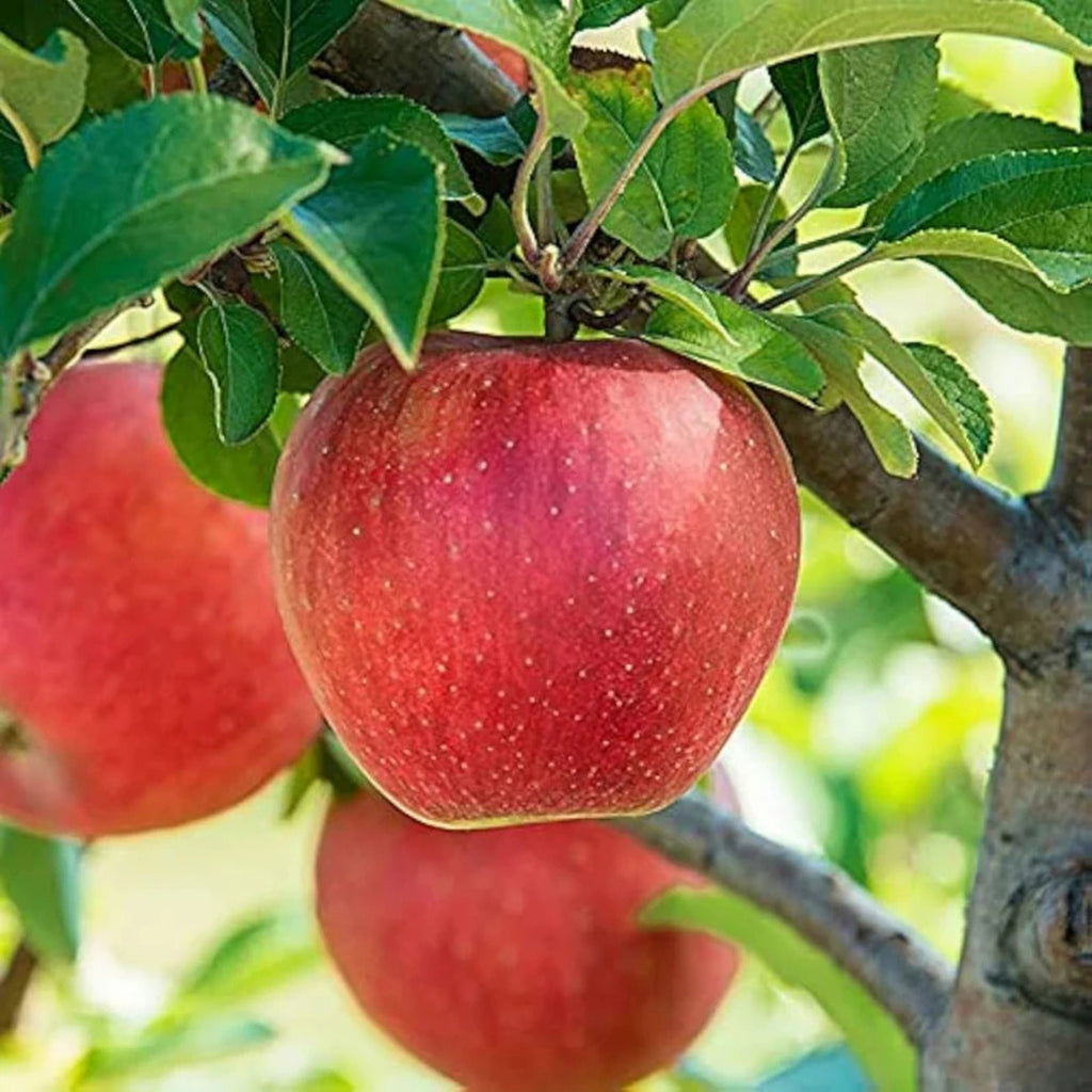 SUPER FRUITIVE – Red  Apple Seeds BUY 1 GET 1 FREE!