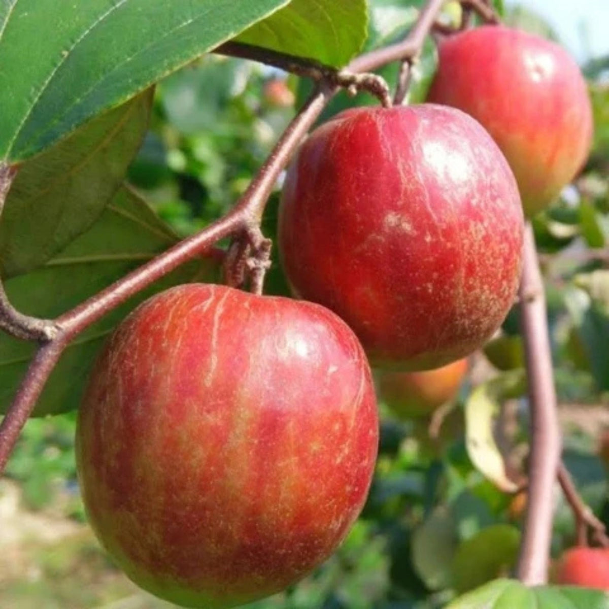 SUPER FRUITIVE – Red  Apple Seeds BUY 1 GET 1 FREE!