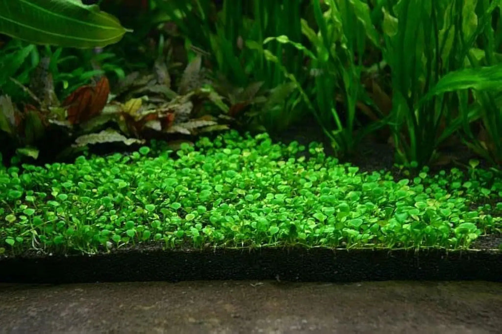 AI Aquarium Grass Seeds pack of 2