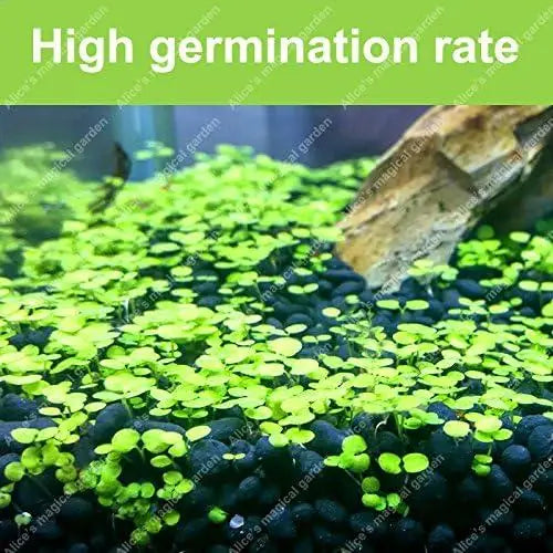 AI Aquarium Grass Seeds pack of 2