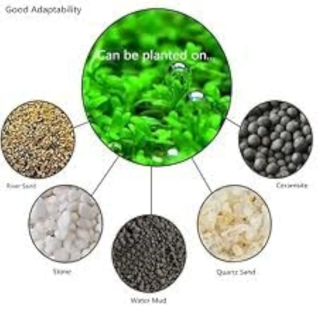 AI Aquarium Grass Seeds pack of 2