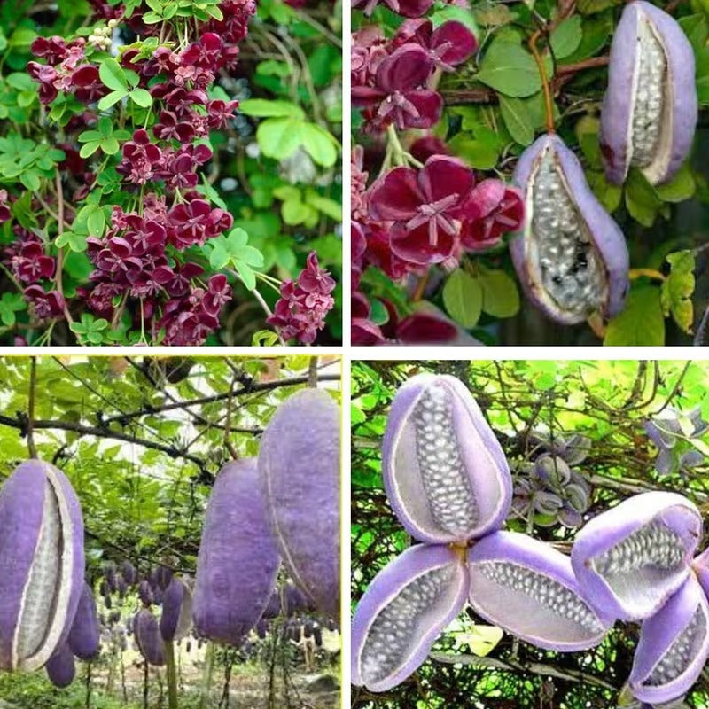 Chocolate Vine Plant Seeds