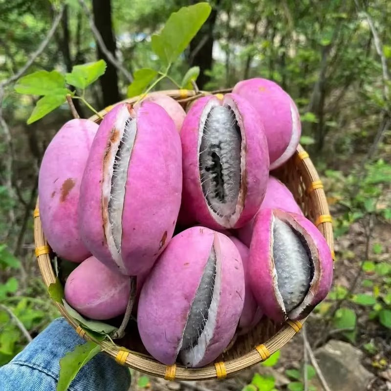 Chocolate Vine Plant Seeds