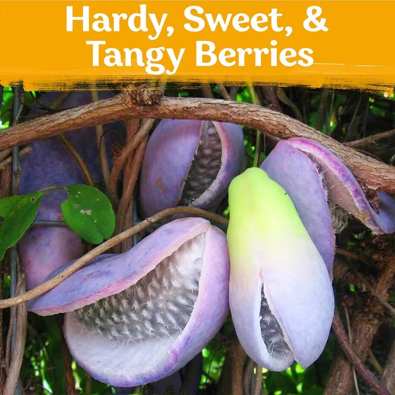 Chocolate Vine Plant Seeds