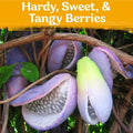 Chocolate Vine Plant Seeds
