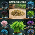 Dream bamboo seeds  Multicolor(pack of 2)