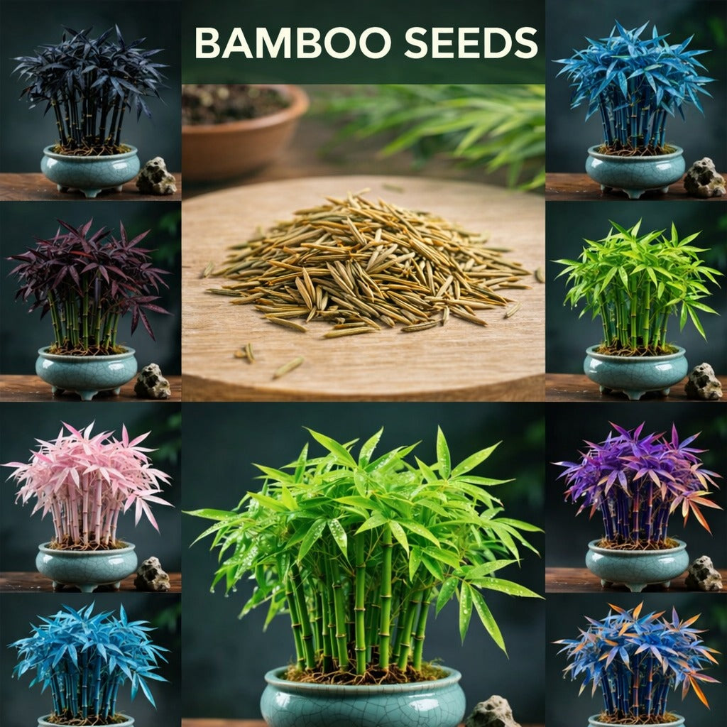 Dream bamboo seeds  Multicolor(pack of 2)