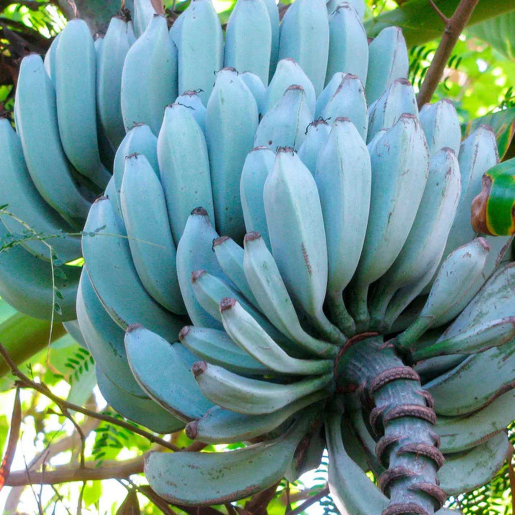 Blue Java Banana Seeds  Buy 1 Get 1 Free