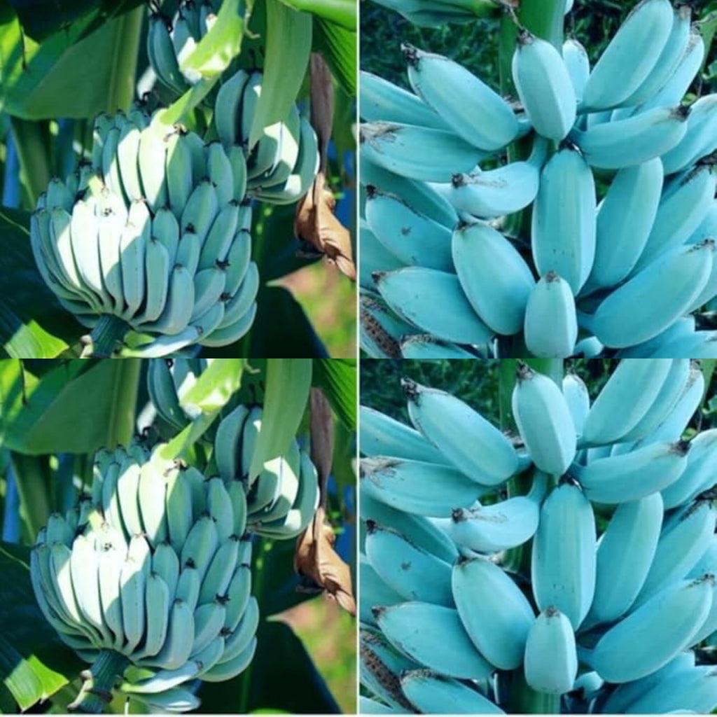 Blue Java Banana Seeds  Buy 1 Get 1 Free