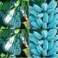 Blue Java Banana Seeds  Buy 1 Get 1 Free