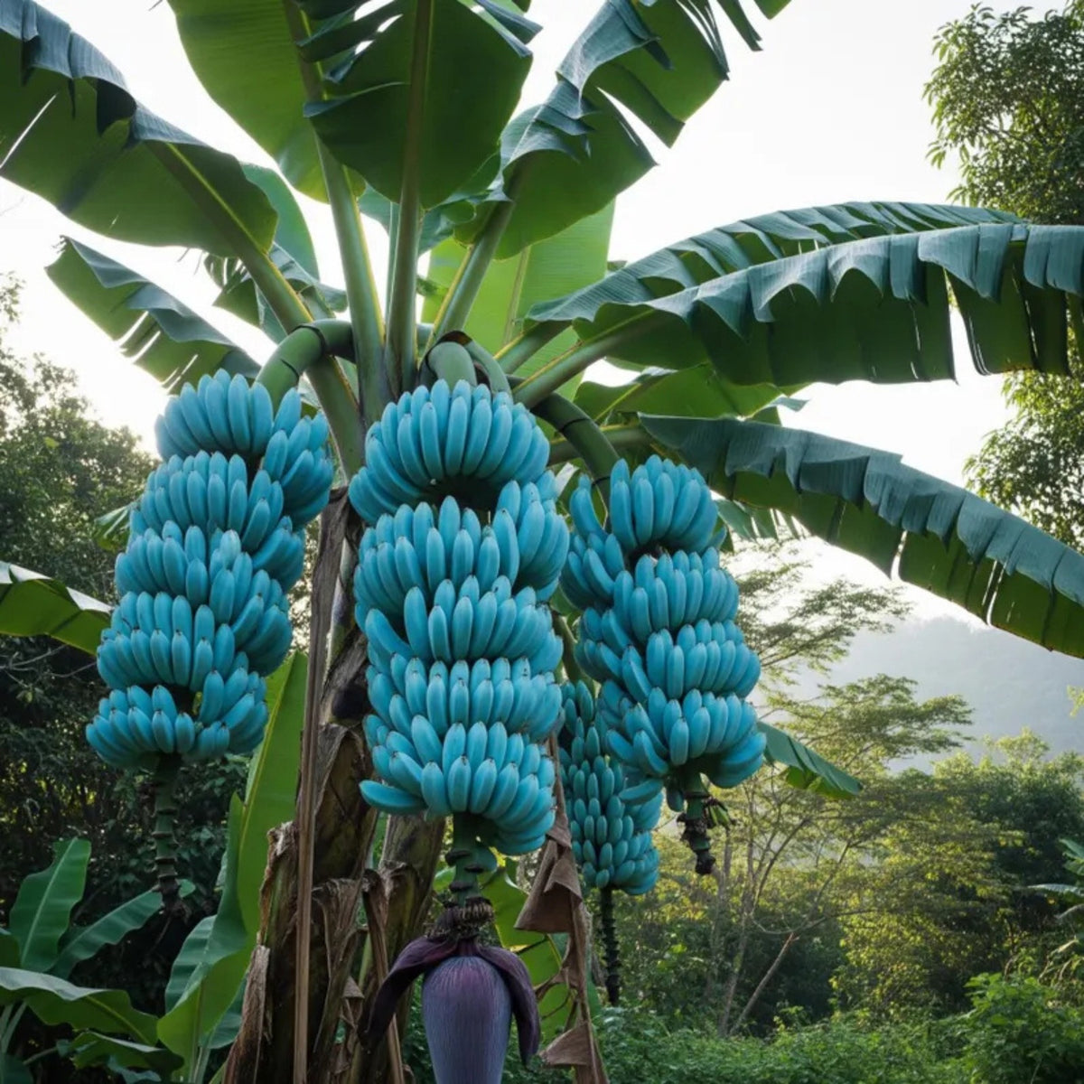 Blue Java Banana Seeds  Buy 1 Get 1 Free