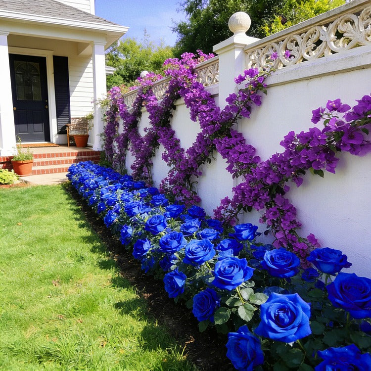 SS  Rare Heirloom Blue Rose Seeds BUY 1 GET 1 FREE!!