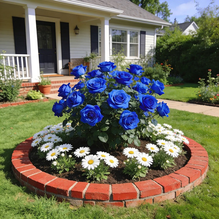 SS  Rare Heirloom Blue Rose Seeds BUY 1 GET 1 FREE!!
