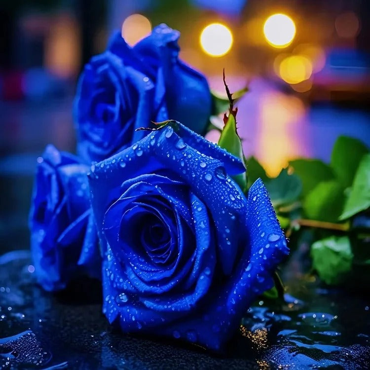 SS  Rare Heirloom Blue Rose Seeds BUY 1 GET 1 FREE!!