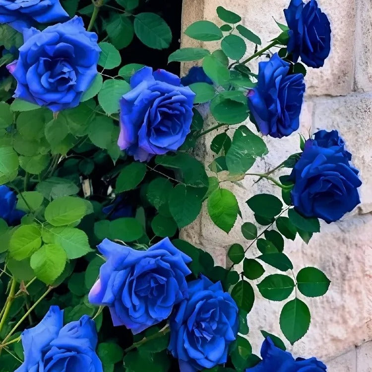 SS  Rare Heirloom Blue Rose Seeds BUY 1 GET 1 FREE!!
