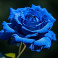 SS  Rare Heirloom Blue Rose Seeds BUY 1 GET 1 FREE!!