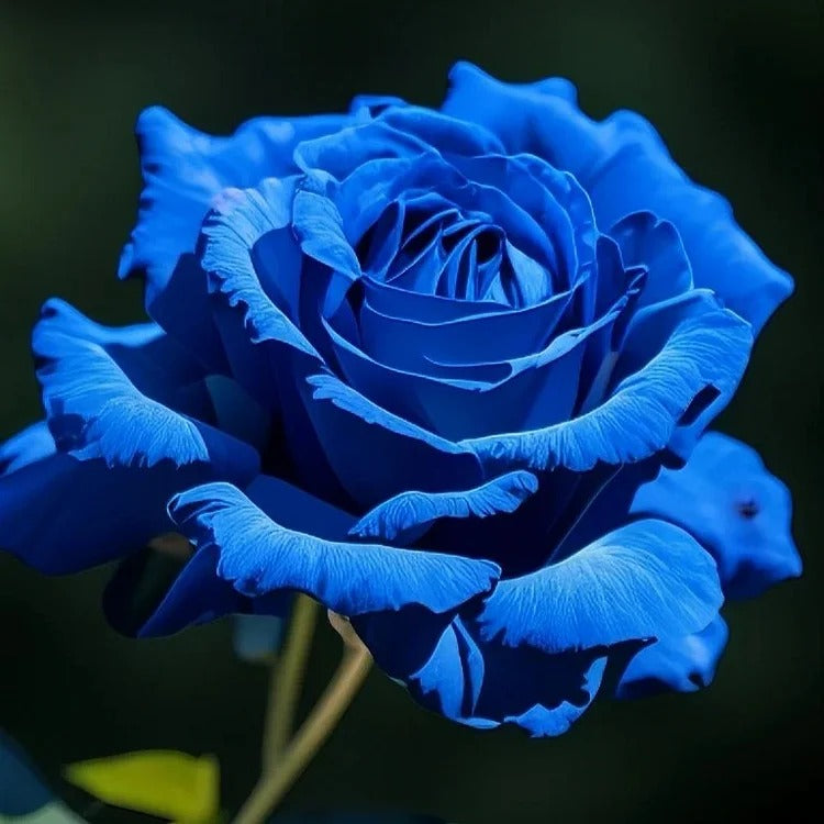 SS  Rare Heirloom Blue Rose Seeds BUY 1 GET 1 FREE!!