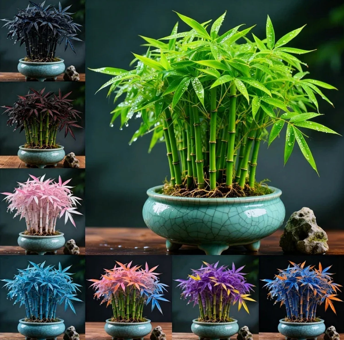 Dream bamboo seeds  Multicolor(pack of 2)