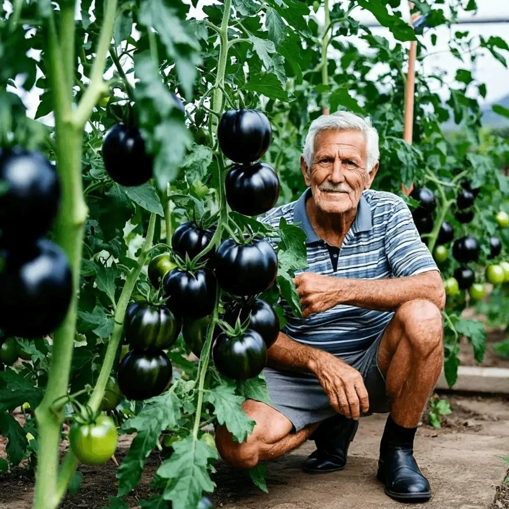 SS Rare Blueberry Pruple Tomato Seeds No Gmo | Buy 1 Get 1 Free