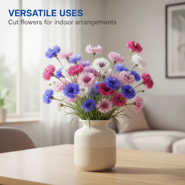 All-Season Blooming Cornflower Seeds voor tuineBuy 1 Get 1 Free
