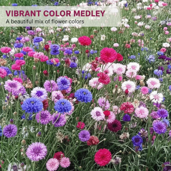 All-Season Blooming Cornflower Seeds voor tuineBuy 1 Get 1 Free