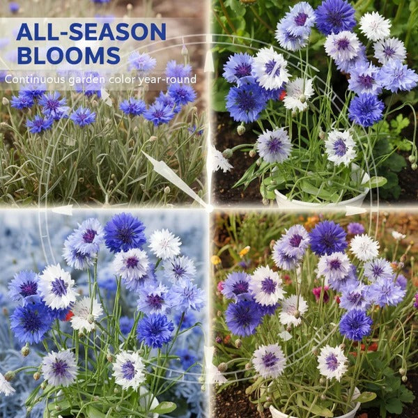 All-Season Blooming Cornflower Seeds voor tuineBuy 1 Get 1 Free