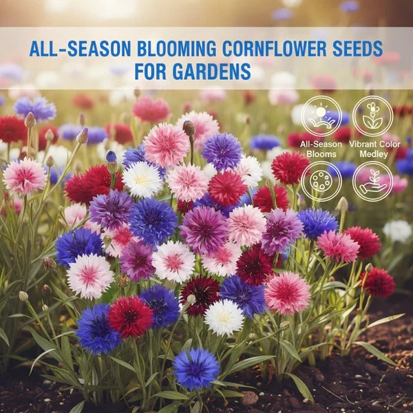 All-Season Blooming Cornflower Seeds voor tuineBuy 1 Get 1 Free