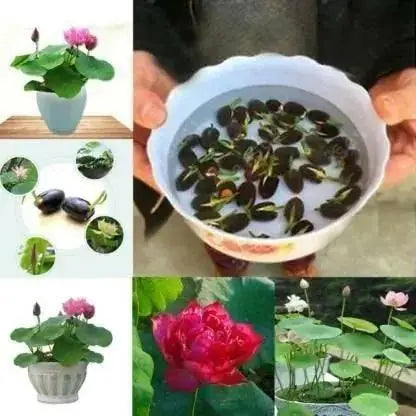 Bonsai Lotus Flower Seeds( 20 SEEDS)
