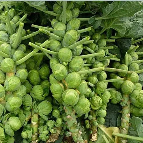 SS Buy 1 Get 1 Free Brussel Sprout Planting Seeds (Mini Cabbage) – With Plant Growth Supplement Free (Copy)