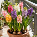 SS BI-COLOR MUTATION HYACINTH BULBS SEEDS(pack of 2)