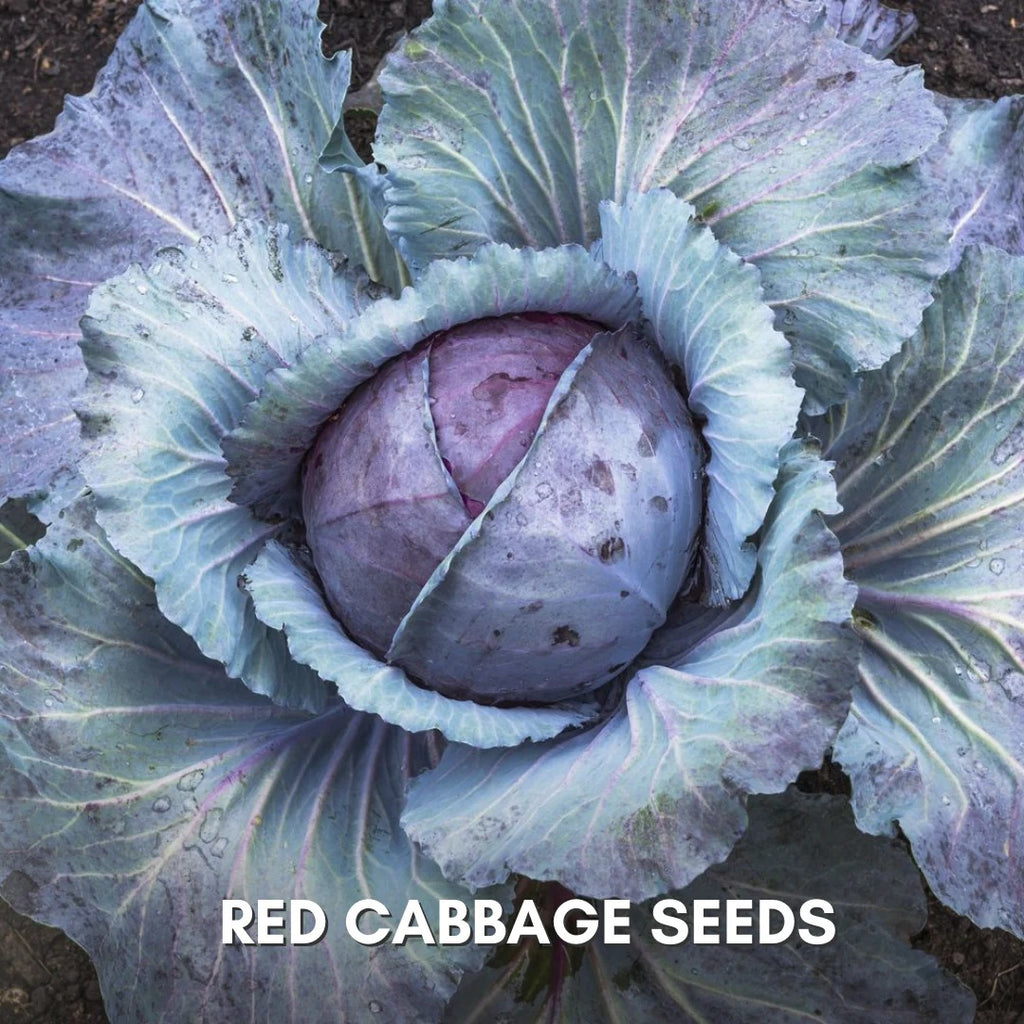 Buy 1 Get 1 Free Red Acre Cabbage Vegetable Seeds