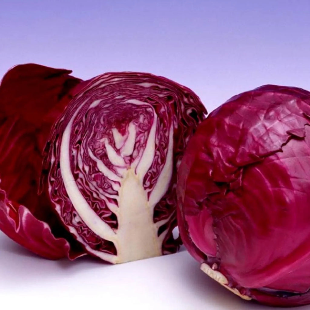Buy 1 Get 1 Free Red Acre Cabbage Vegetable Seeds