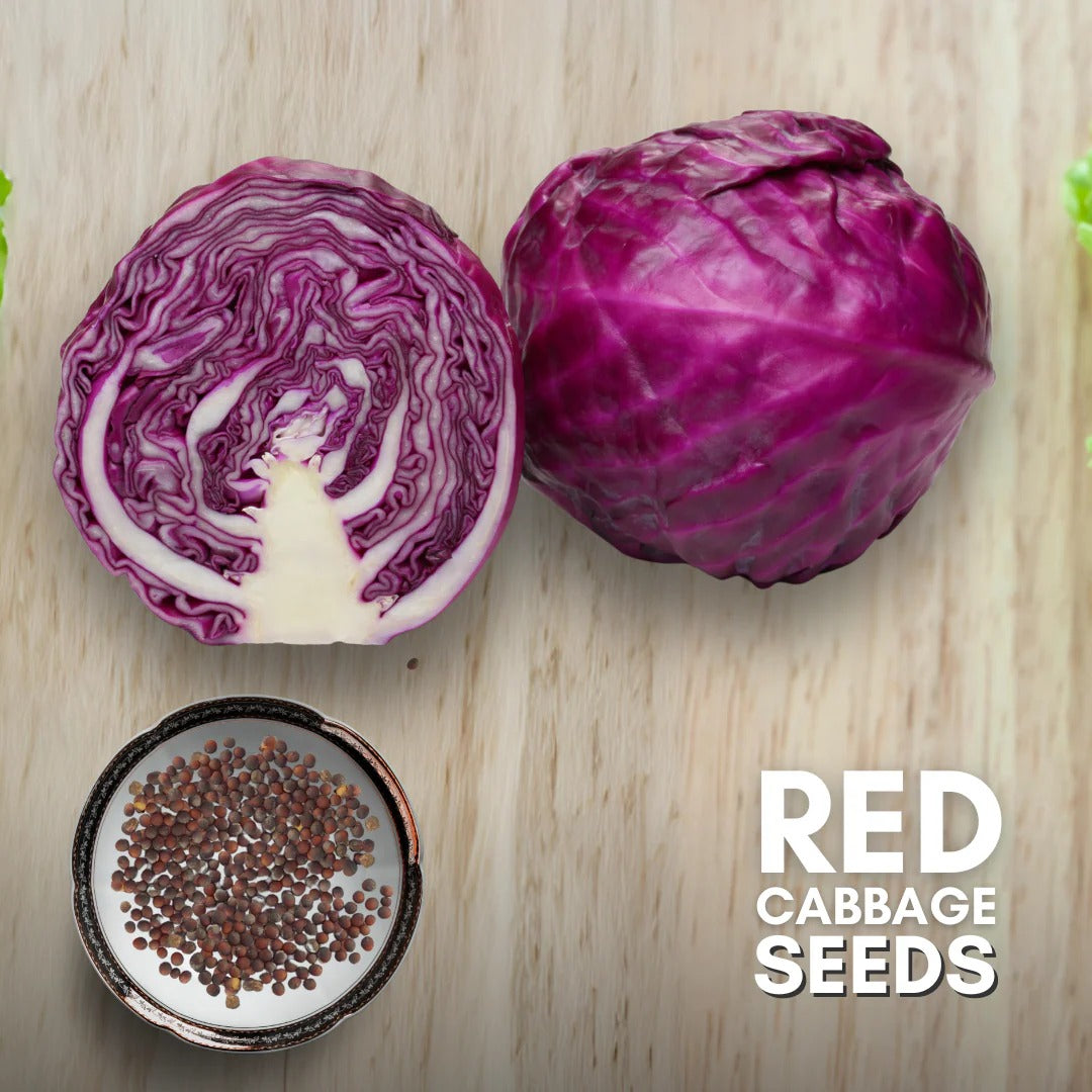 Buy 1 Get 1 Free Red Acre Cabbage Vegetable Seeds
