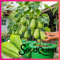 High-Yield Fresh Chayote Seeds | Buy 1 Get 1 Free
