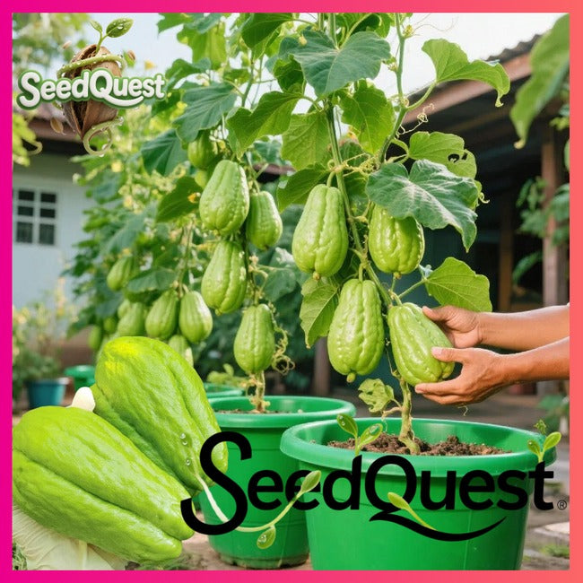 High-Yield Fresh Chayote Seeds | Buy 1 Get 1 Free