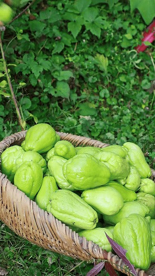 High-Yield Fresh Chayote Seeds | Buy 1 Get 1 Free