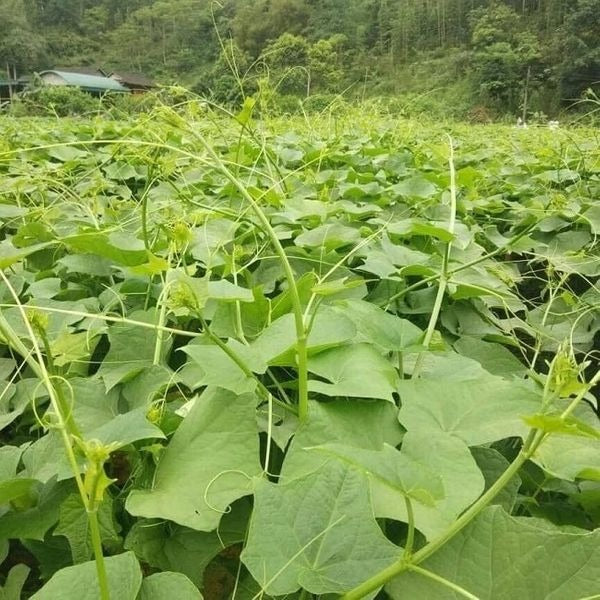High-Yield Fresh Chayote Seeds | Buy 1 Get 1 Free