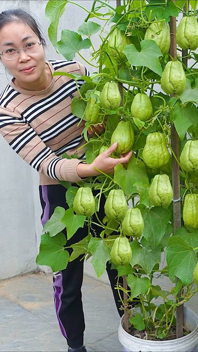 High-Yield Fresh Chayote Seeds | Buy 1 Get 1 Free
