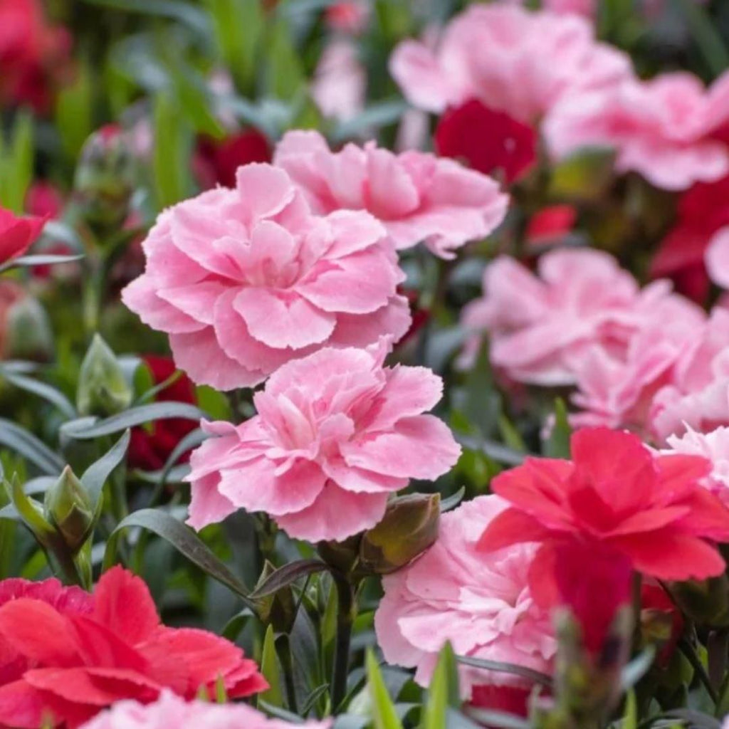 Carnation Seeds and Pot Mixture 100 gm