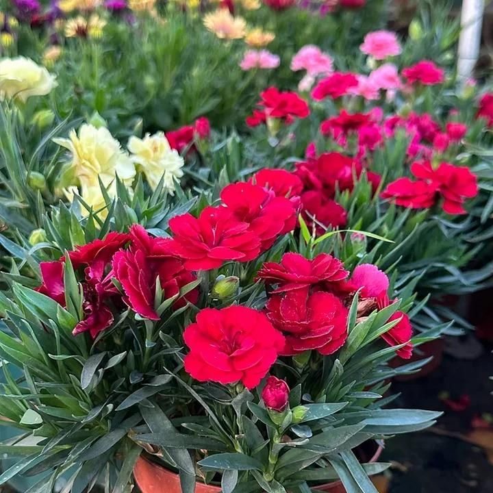 Carnation Seeds and Pot Mixture 100 gm