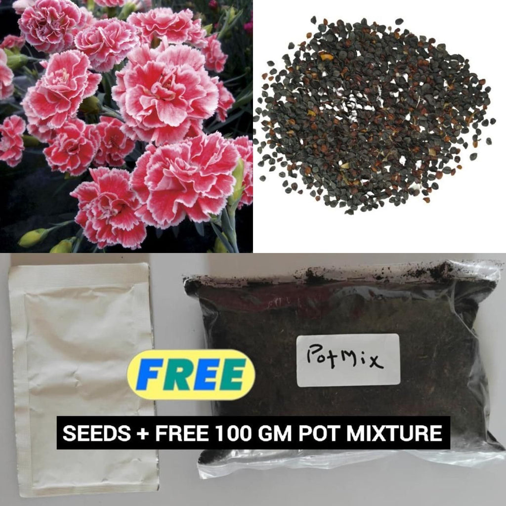 Carnation Seeds and Pot Mixture 100 gm