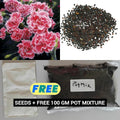 Carnation Seeds and Pot Mixture 100 gm