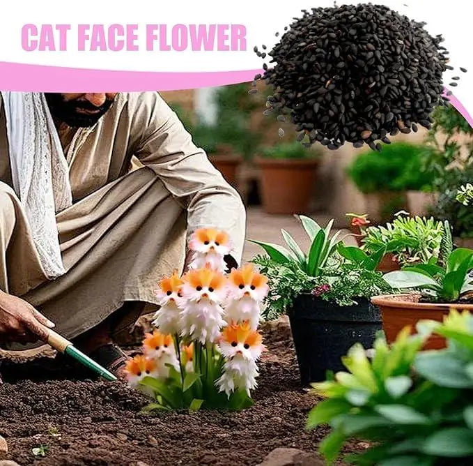 Cat Eye Dazzle Seeds and Plant Growth Serum Free